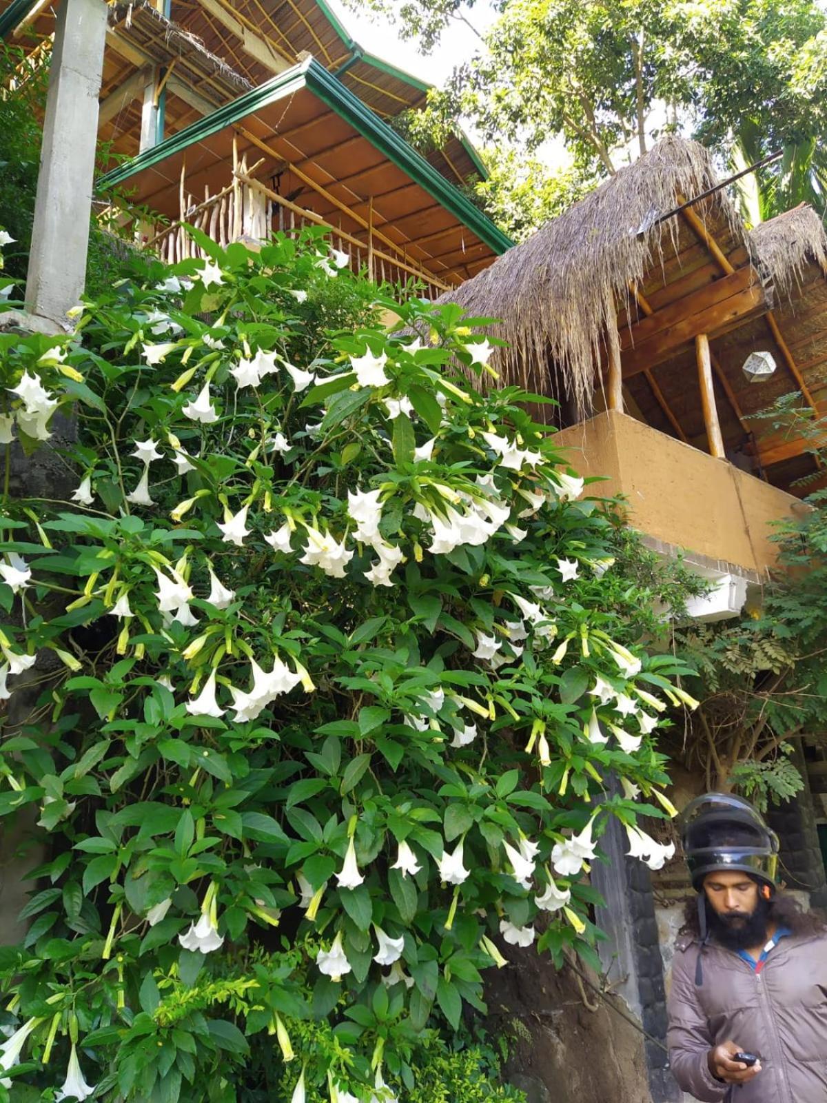 Ella Treehouse Hotel Exterior foto